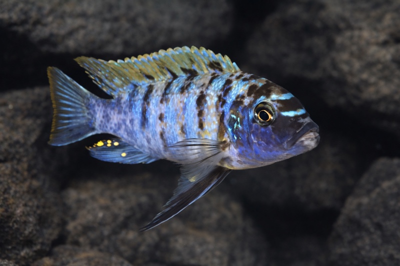 Maylandia fainzilberi 'Cape Kaiser'